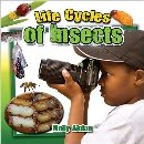 life cycle of insects